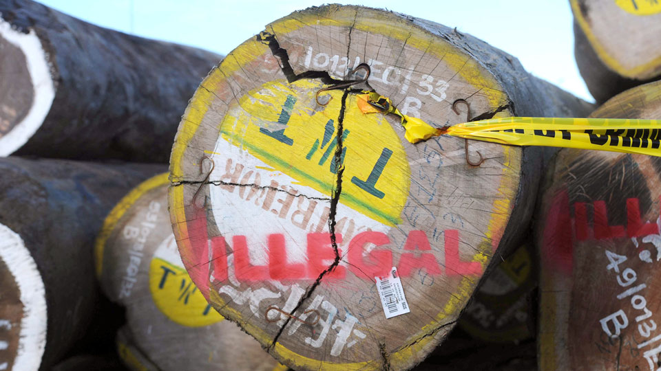Des millions de dollars de bois exportés illégalement de R.D.Congo