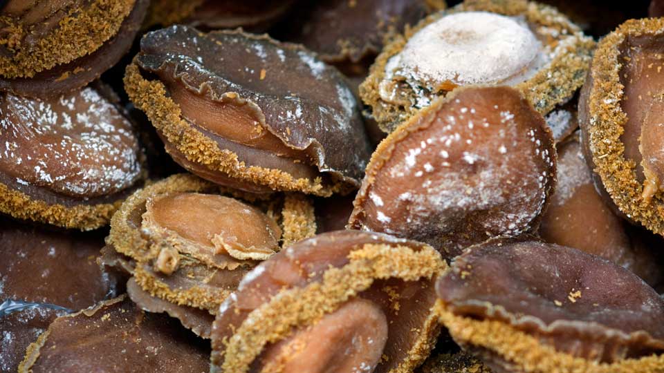 chinois ormeaux afrique du Sud