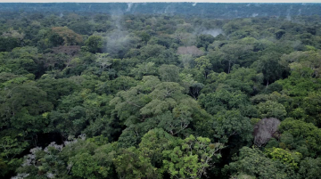 forêts bassin du Congo exploitation forestière minière illégale