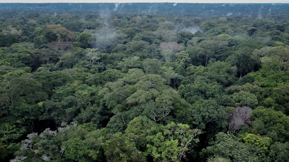 forêts bassin du Congo exploitation forestière minière illégale