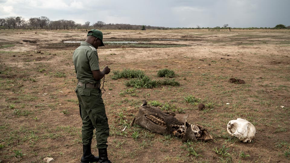 Zimbabwe charbon chinoise parc national de Hwange