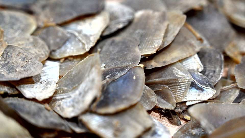 pangolin chinois Nigéria