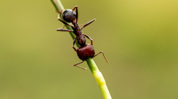 fourmis rouges Nairobi braconniers
