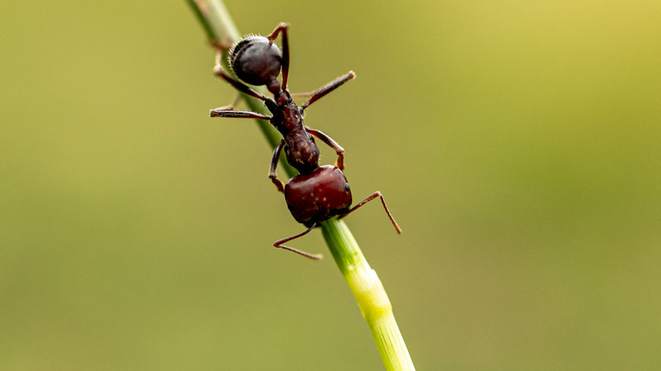 fourmis rouges Nairobi braconniers